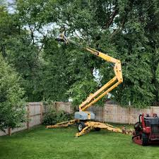 Professional Tree Care Services in Park City, MT